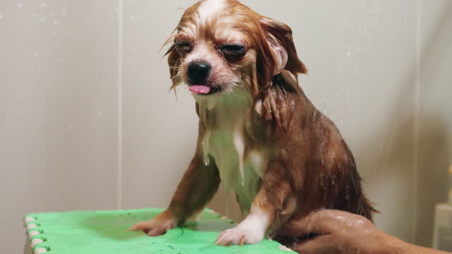 Chihuahua dog takes shower