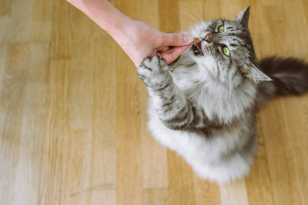 istock cat eats from hands cat food yummy 1662761191