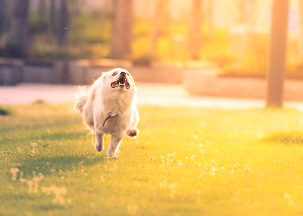 The dog running on grass