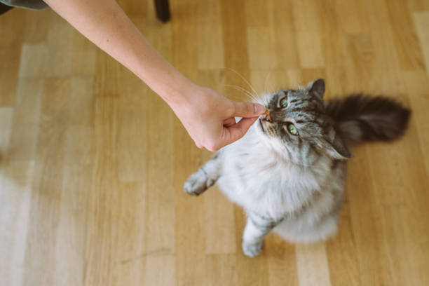 istock cat eats from hands cat food yummy 1662762275