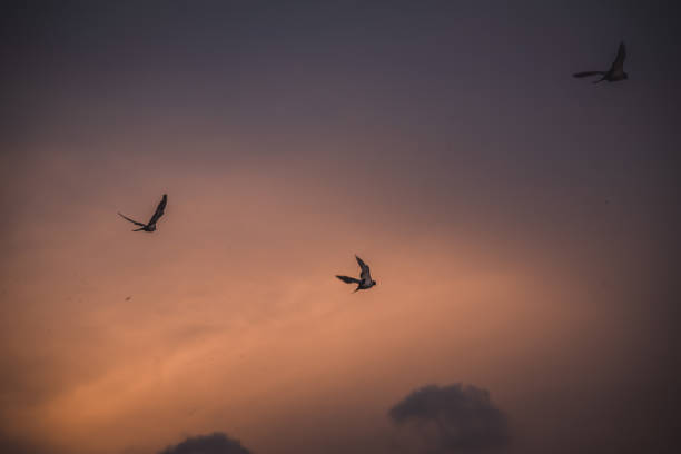istock Beautiful blue sky with birds and clouds 1662768266
