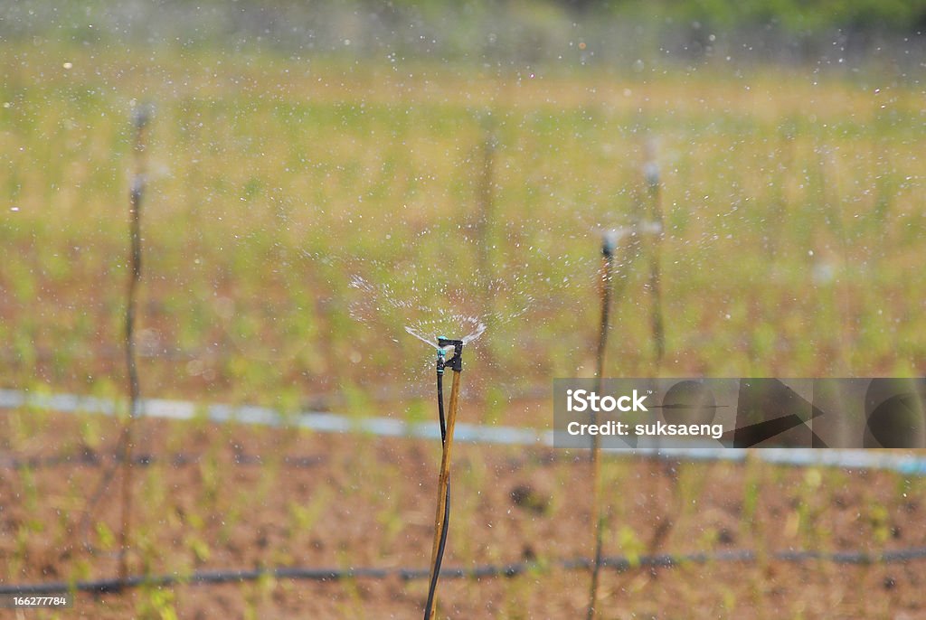 sprinkler sprinkler at chili plantation Agricultural Field Stock Photo