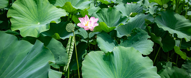 Lotus leaves and a pink lotus flower, horizontal image.