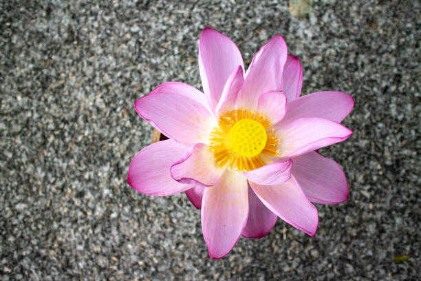 A lotus flower on the cement floor, viewed from the top angle.