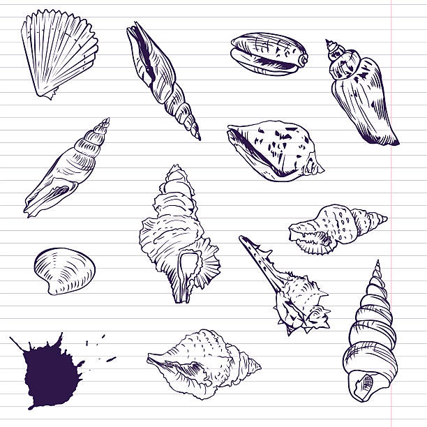 Pen Shells Illustrations, Royalty-Free Vector Graphics & Clip Art - iStock