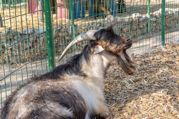 istock A large goat laying down next to a fence sniffing the air. 1662810744