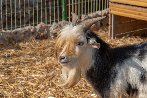 Two goats eat hay in a zoo enclosure.