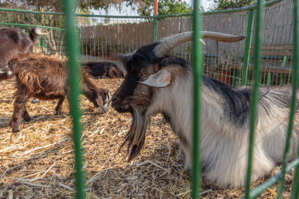 istock A few goats together relaxing in their pen. 1662812718
