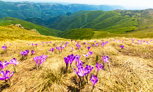 Alpine meadow full of purple crocus flowers. Snowcapped mountains in the background.