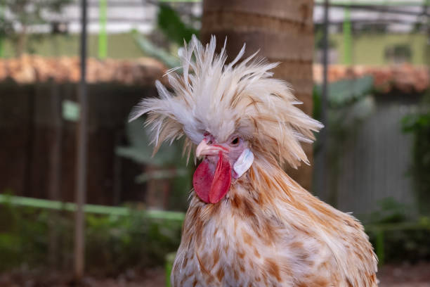 istock White and orange feathered Polish chicken with a large crest. 1662815119