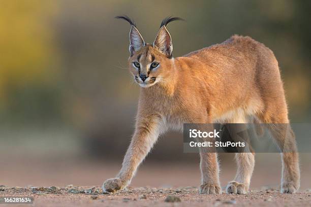 The caracal in ambush attitude on a rock (A), on the upper right side