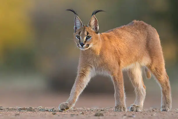 A young Caracal walking in South Africa, (Felis caracal)