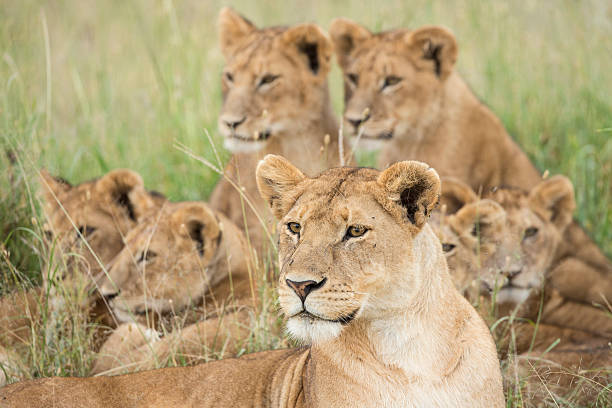 branco di leoni, serengeti, tanzania - pride of lions foto e immagini stock