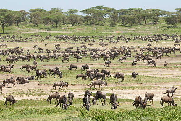 istock Migration herds in the Ndutu area, Tanzania 166281756
