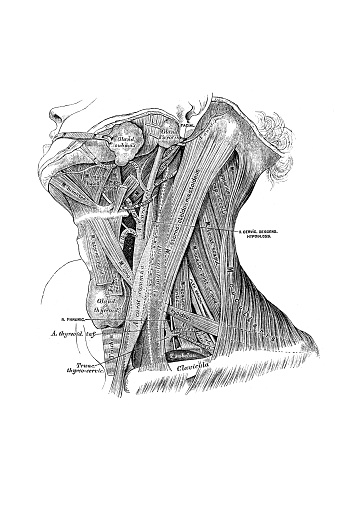 Topographic anatomy of the neck