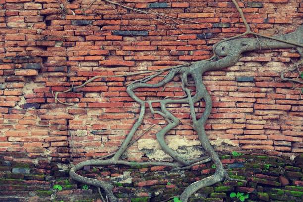 istock Old wall with tree roots at Wat Mahathat at Ayutthaya in Thailand.Old wall with tree roots texture for background 1662820196