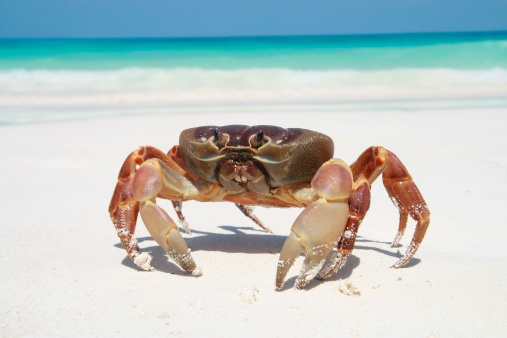 Sally Light-foot Crab, Grapsus grapsus, Puerto Egas, James Island, Isla Santiago, Santiago Island,  Galapagos Islands National Park, Ecuador. Crustacea, Arthropoda.
