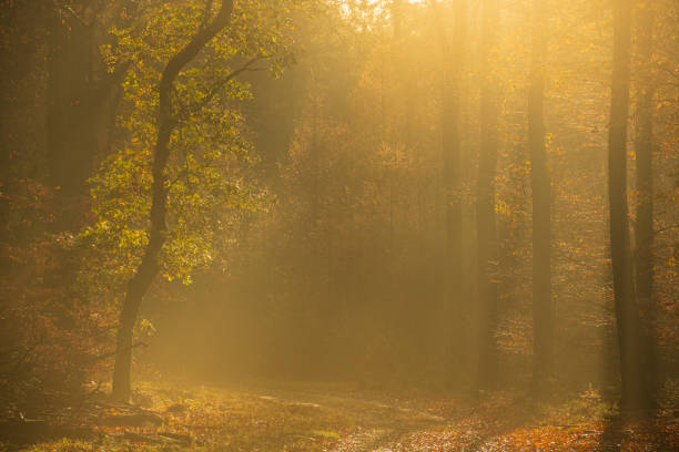 istock Forest path during an autumn morning in the Veluwe nature reserve 1662829086