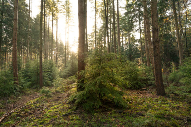 istock Pine trees in a winter forest during sunrise 1662831203