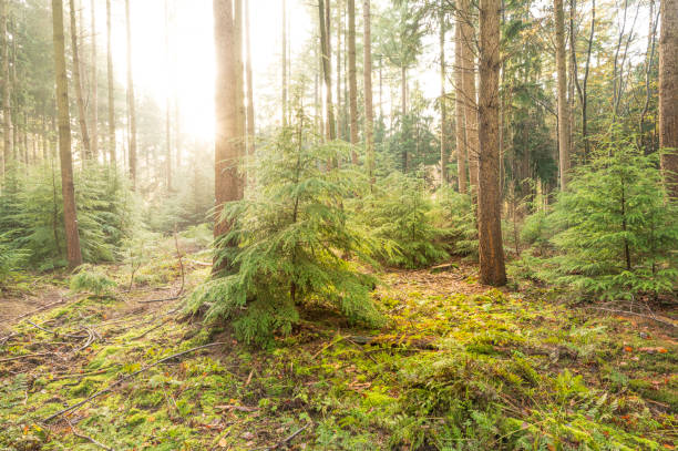 istock Pine trees in a winter forest during sunrise 1662831801