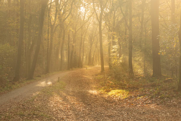 istock Forest path during an autumn morning in the Veluwe nature reserve 1662832373