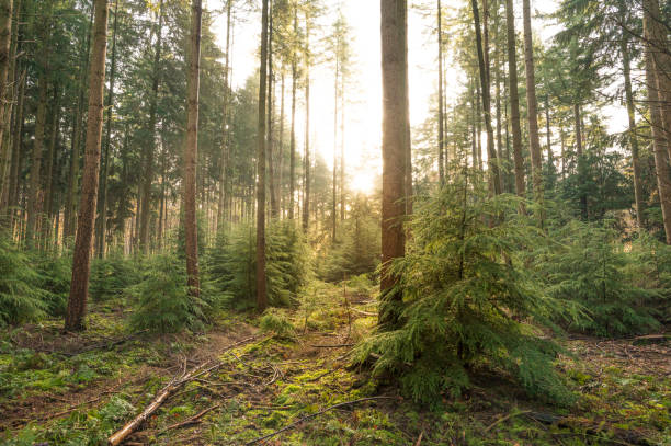 istock Pine trees in a winter forest during sunrise 1662832390