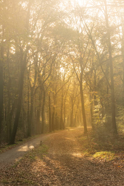 istock Forest path during an autumn morning in the Veluwe nature reserve 1662833016