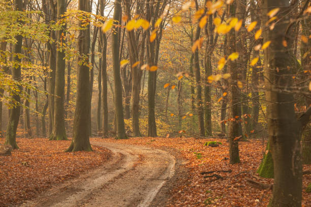 istock Forest path during an autumn morning in the Veluwe nature reserve 1662834632