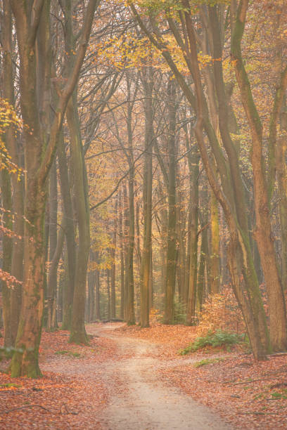 istock Forest path during an autumn morning in the Veluwe nature reserve 1662834636