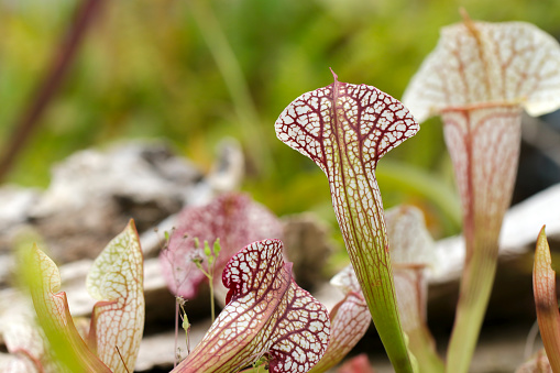 Sarracenia, a carnivorous plant with a beautiful red bean-colored mesh pattern on a white background (Nature closeup macro photograph)