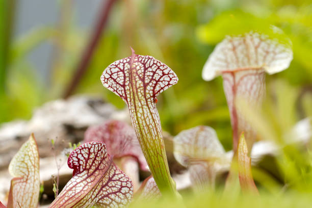 istock Sarracenia, a carnivorous plant with a beautiful red bean-colored mesh pattern on a white background (Nature closeup macro photograph) 1662837288
