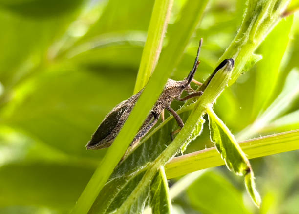 istock Mystery of the Unknown: Peculiar Bug in Nature 1662838396