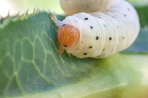 Caterpillar of Diamond-back moth (Plutella xylostella) on Rapeseed. Migratory insect in the family Plutellidae, known as a pest of vegetable crops mustards, the crucifers, the cabbage family.