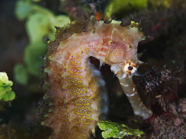 istock Thorny Seahorse, Dorniges Seepferdchen (Hippocampus histrix) 166284208
