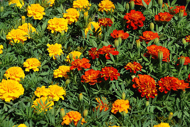 gruppe tagetes arctic sunrise ship case - houseplant marigold flower annual stock-fotos und bilder