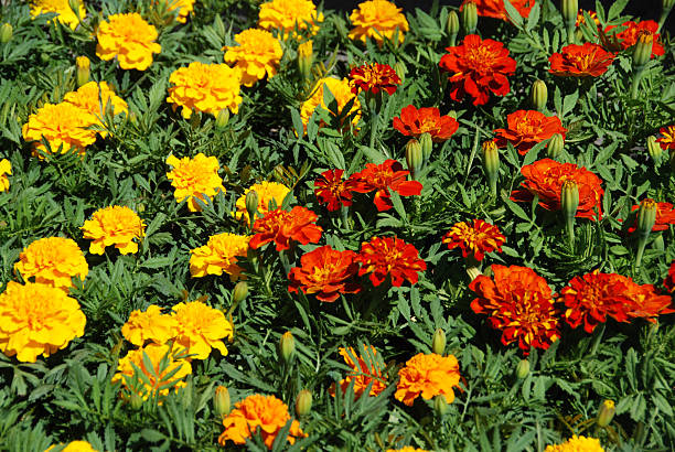 tagetes patula grupo - houseplant marigold flower annual imagens e fotografias de stock