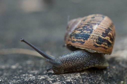A small snail making its way down a paved road