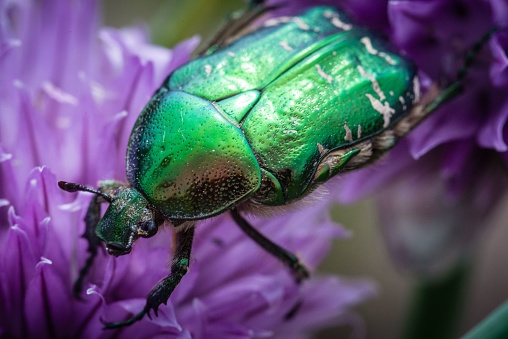 <<Green beetle sipping the flower>>