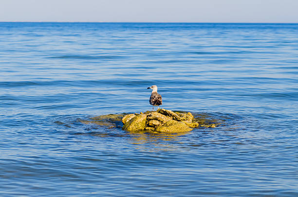 istock one seagull stending on steady stones in a blue sea 166285372