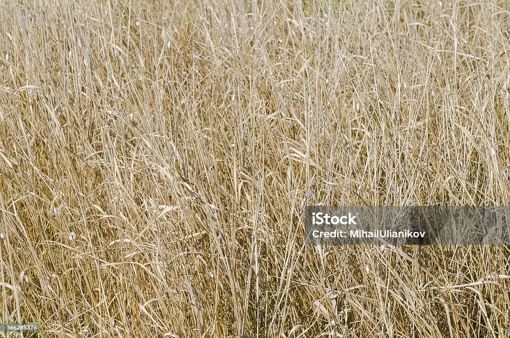 Bolinhos de verão na grama com servidos estaminais. Textura de Plantas selvagens - Foto de stock de Calor royalty-free