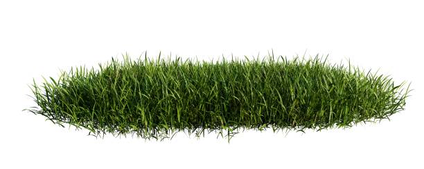 istock Green grass meadow isolated on white background 1662855630