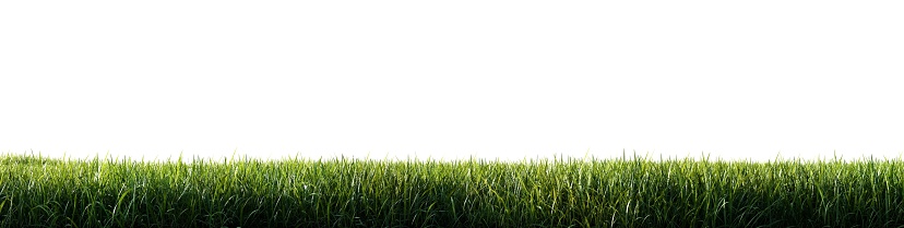 Green grass meadow isolated on white background.