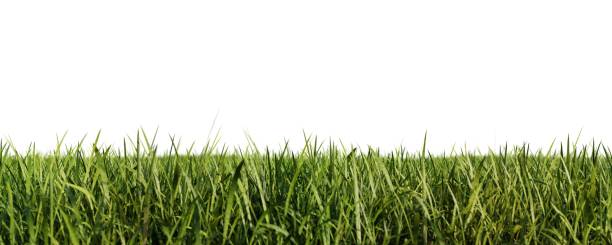 istock Green grass meadow isolated on white background 1662855636