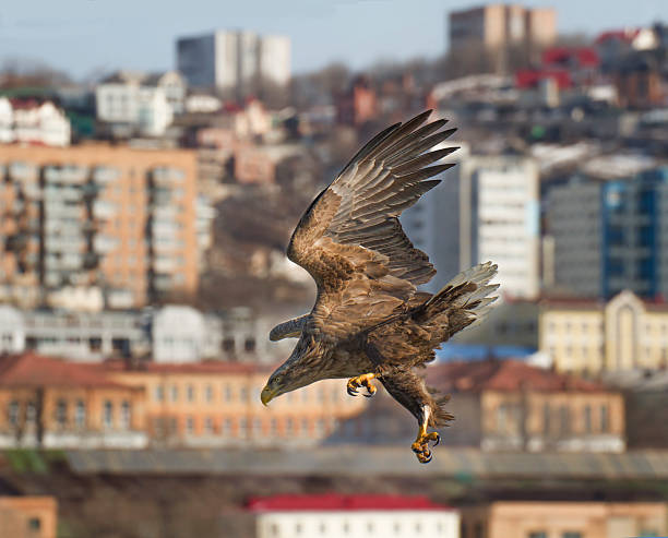 Sea Eagle over town stock photo