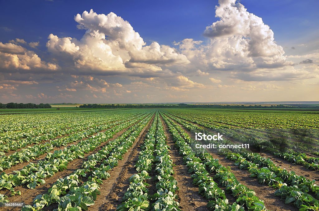 Campo de col - Foto de stock de Col libre de derechos