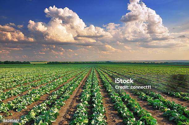 Cabbage Field Stock Photo - Download Image Now - Cabbage, Agricultural Field, Farm