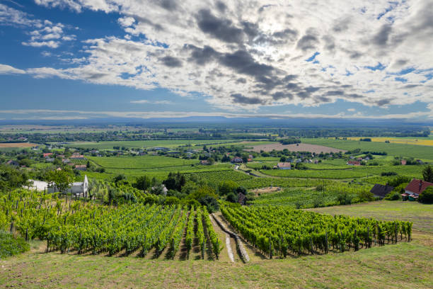 istock vineyard in Somlo (Somlyo) hill, Veszprem county, Hungary 1662857797