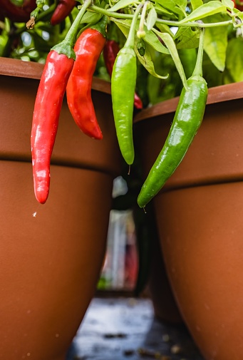 The two flowerpots contain an abundance of red and green chili peppers.