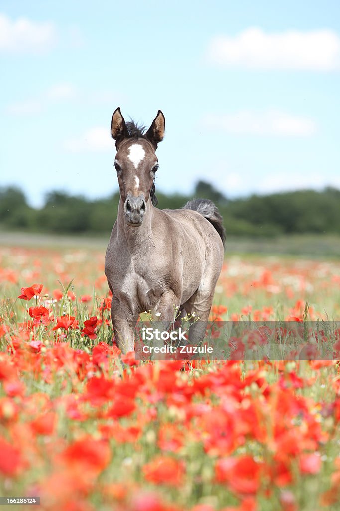 Arabian potro - Foto de stock de Caballo árabe libre de derechos