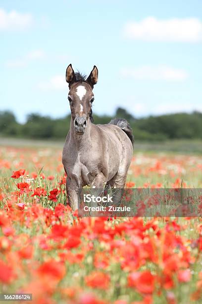Арабский Жеребёнок — стоковые фотографии и другие картинки Арабская лошадь - Арабская лошадь, Вертикальный, Жеребёнок